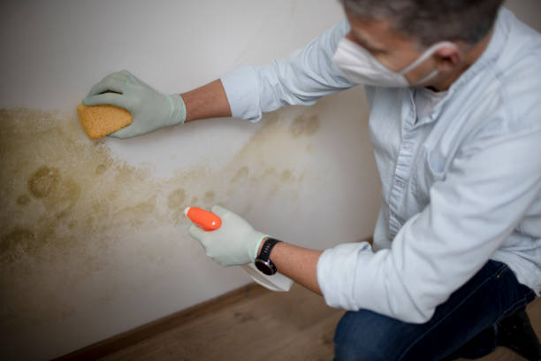 Best Industrial Mold Remediation  in , NE